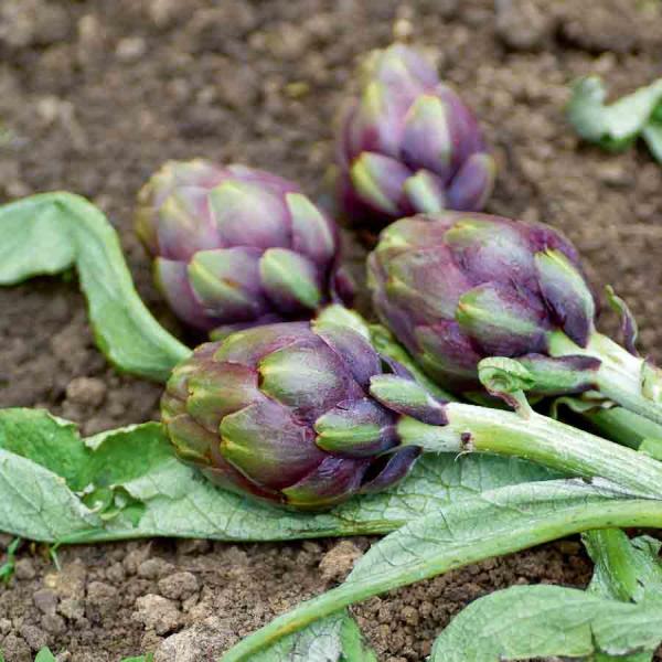 Potagères - Artichaut Violet de Provence - face recto